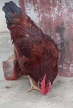 RIR male Rhode island red heritage  03224535024