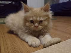 1.5 months Persian cat pair