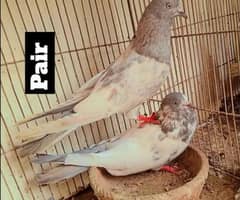 breeding piar for salr