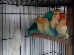 Love birds/ Breeders/ Parblues/ Parblue Oplines/Mouvr Parblue