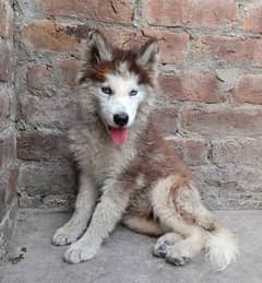 2.5 month old Husky female pup