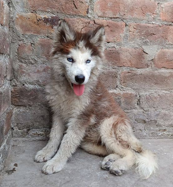 2.5 month old Husky female pup 0