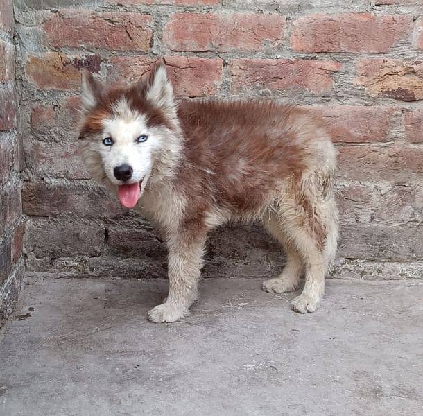 2.5 month old Husky female pup 1