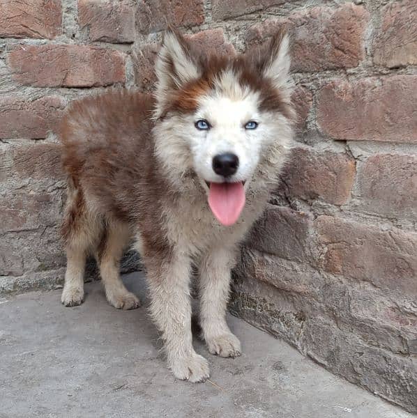 2.5 month old Husky female pup 2