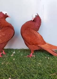 Red Mukhi mookee breeder pair