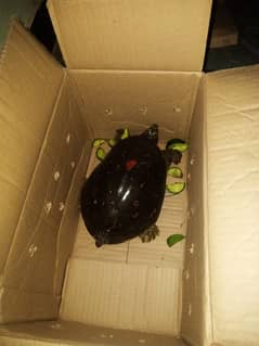 turtles for sale