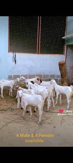 GULABI GOTS BAKRA BAKRI KIDS