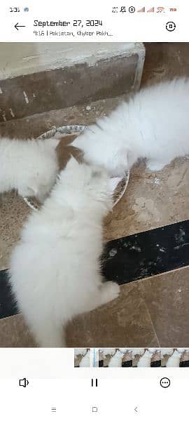 Both female kittens for sale 2