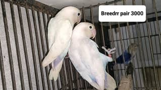 Birds for sale 2 pairs 6000