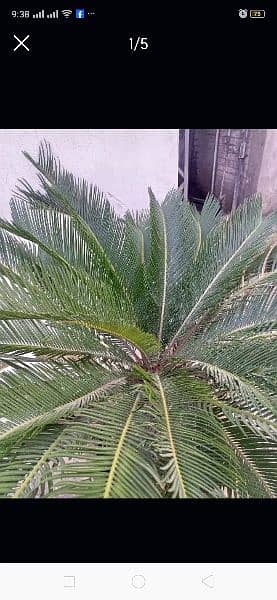 kaini palm beautiful plant 3