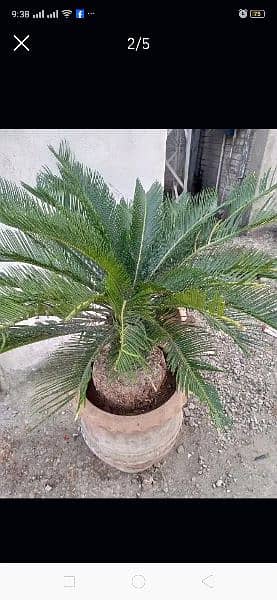 kaini palm beautiful plant 4