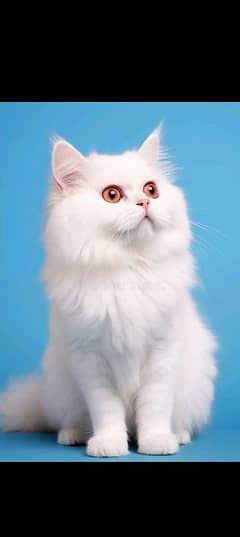 Persian Cat