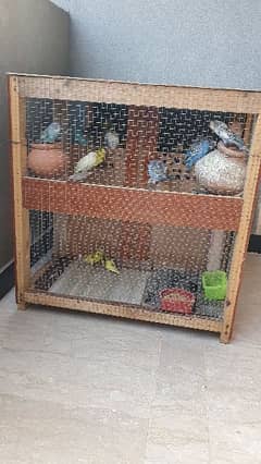 Astralion parrots with cage 0