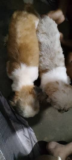 Shitzu and husky stud males available