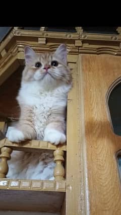 persian triple coat punch face female kittens