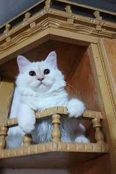 persian triple coat punch face female kittens