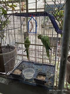 GREEN PARROTS PAIR MALE SPEAKING