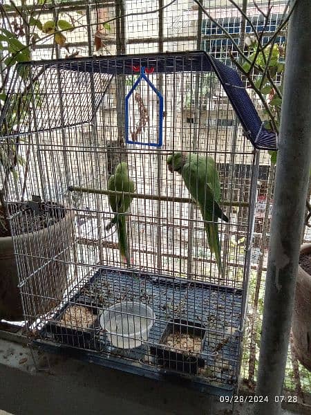 GREEN PARROTS PAIR MALE SPEAKING 0