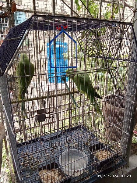 GREEN PARROTS PAIR MALE SPEAKING 1