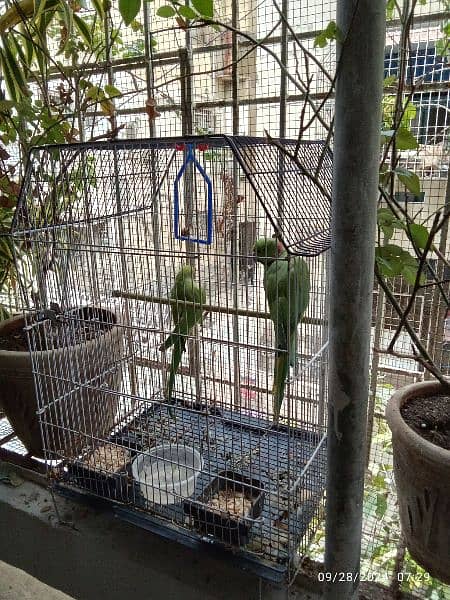 GREEN PARROTS PAIR MALE SPEAKING 3