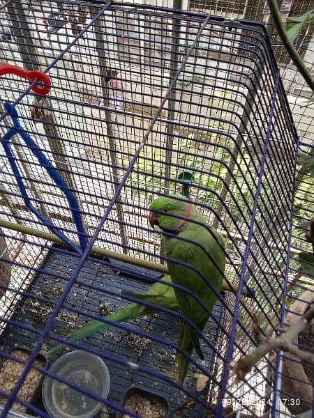 GREEN PARROTS PAIR MALE SPEAKING 4