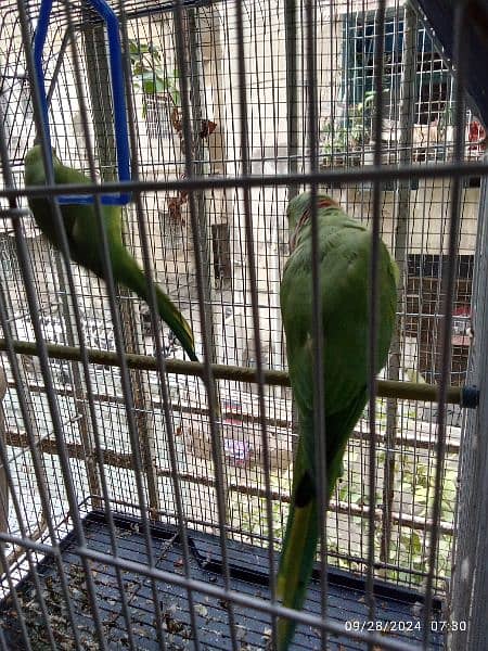 GREEN PARROTS PAIR MALE SPEAKING 5