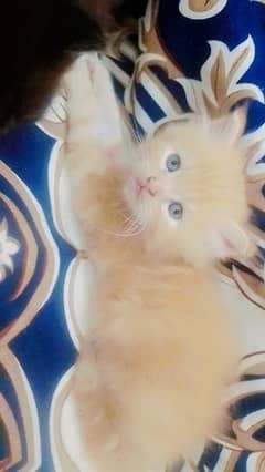 pure persian male and female All both available kitten blue eyes