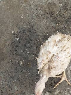 aseel mianwali chicken s for sale