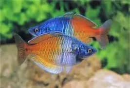 plants fish boesemani rainbow fish