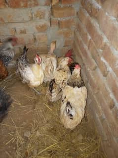 ghr k 14 murgiyan eggs wali  or 2 murge for sale 0/3/0/4/0/7/8/6/8/9/3