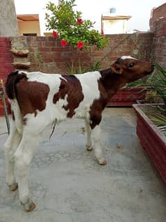 New born calf for sale