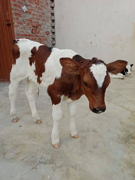 New born calf for sale 1