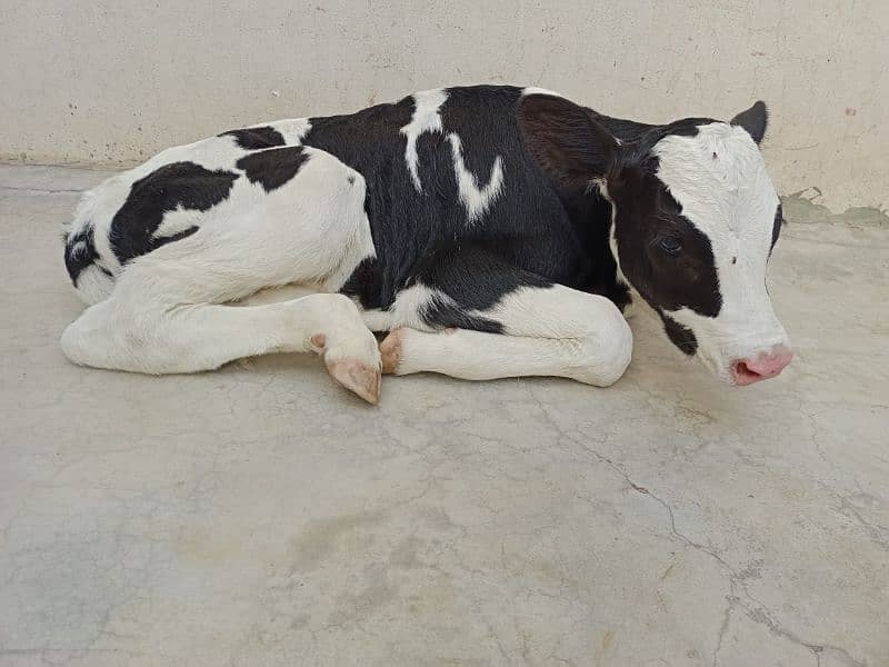 New born calf for sale 2