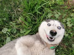 Blue Eyes Huskey For Sale