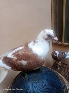 2 jory or aik single hand tame pigeon sale karna Chahta hun