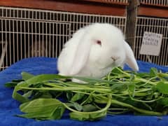 Holland lop so beautiful so friendly cute baby male