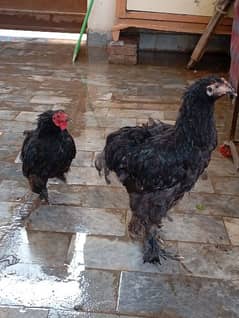 Black Buff Female or bantum Male03036558425