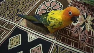 beautiful hand tamed sun conure for sale