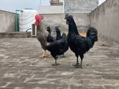 Ayam Cemani And Lohman Brown for Sale