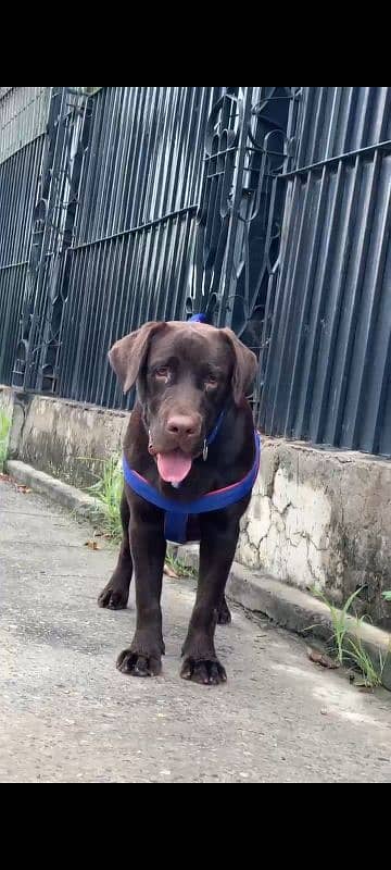 chocolate labrador retriever 2