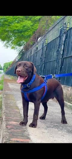 chocolate labrador retriever