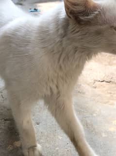 White Cat With golden eyes