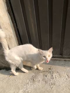 White Cat With golden eyes