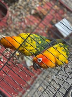 Sun Conure Red factor Pair Urgent sale never Bite with cage