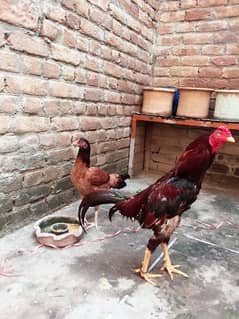 Asell Hen pair