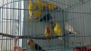 Lovebirds 5 Breder Pair Available in Cheap price