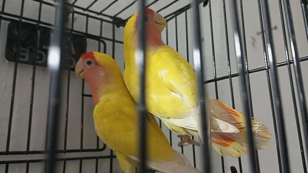 Lovebirds 5 Breder Pair Available in Cheap price 6