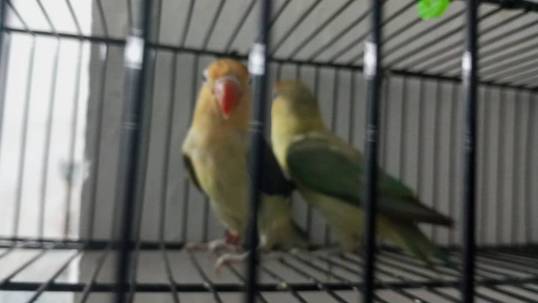 Lovebirds 5 Breder Pair Available in Cheap price 7