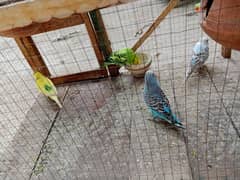 2 Female or 3 Male parrots