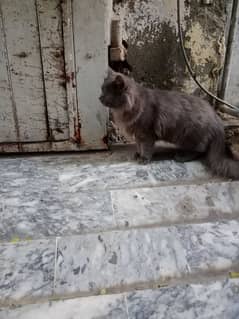 best persian bredaer cat